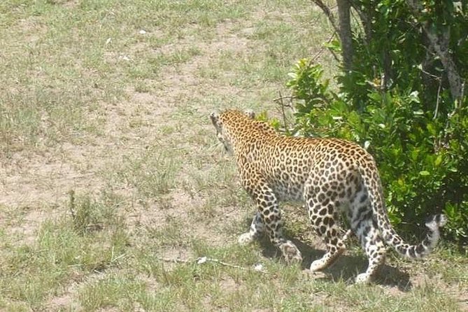 2 Day safari to Mikumi departure from Zanzibar - Day 2 at 6:00 breakfast: the best timing for wildlife and birds