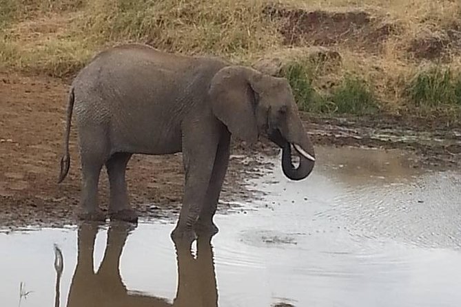 2 Day safari to Mikumi departure from Zanzibar - Wildlife expectations: what you should plan for at Mikumi (and what you shouldn’t)