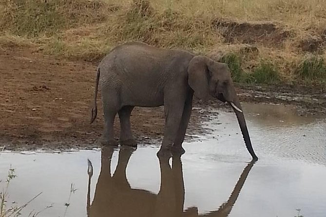 2 Day safari to Mikumi departure from Zanzibar - Guides, communication, and why the private format helps
