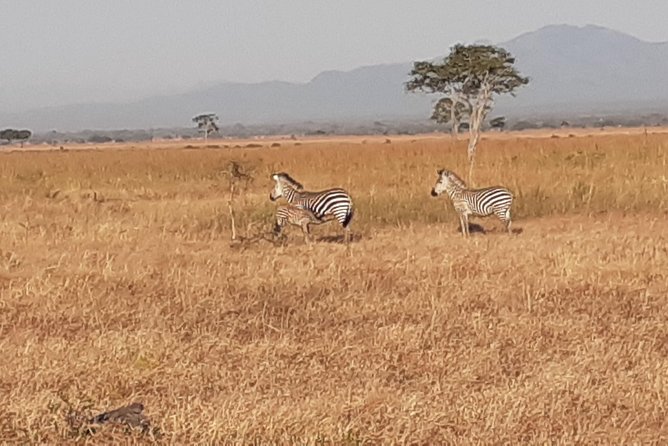 2 Day safari to Mikumi departure from Zanzibar - Common gotchas on short safaris from Zanzibar