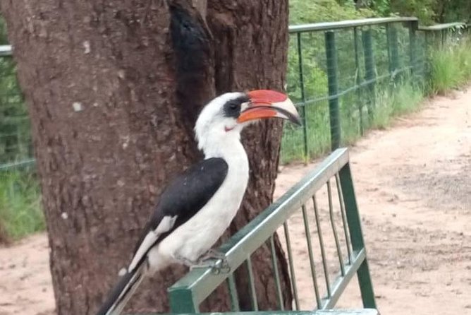 2 Day Safari To Mikumi National Park + transfers from Dar Es Salam - Day 2: the two-drive strategy that gives you real odds