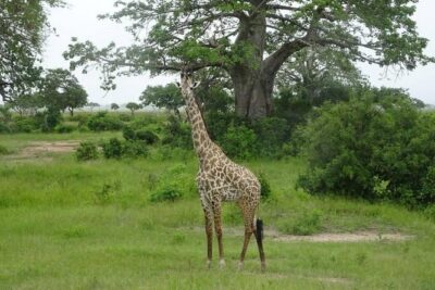 2 Day Safari To Mikumi National Park + transfers from Dar Es Salam - First safari night at Mikumi: sunset game drive and a proper check-in rhythm