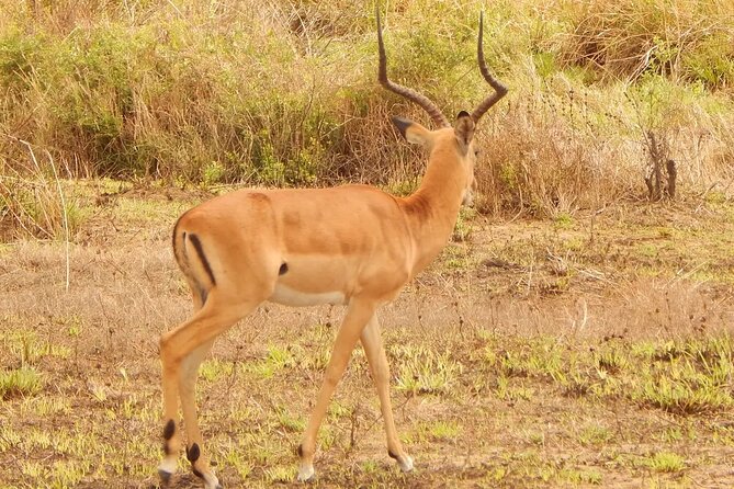 2 Day Safari To Mikumi National Park + transfers from Dar Es Salam - Price and value: what you’re paying for beyond the park entry