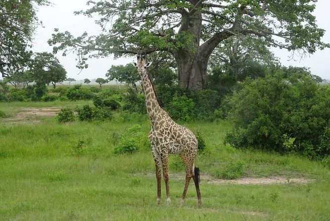 2 Day Safari To Mikumi National Park + transfers from Dar Es Salam - First safari night at Mikumi: sunset game drive and a proper check-in rhythm