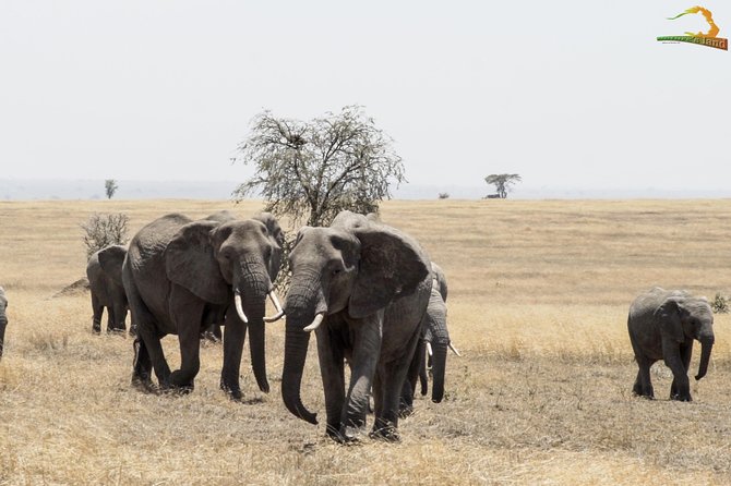 2 Day Serengeti Safari Experience from Mwanza - Day 2: a second shot at the plains before you return to Mwanza
