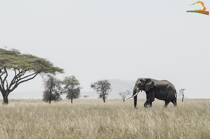 2 Day Serengeti Safari Experience from Mwanza - Wildlife viewing and the Big Five question (realistic expectations)