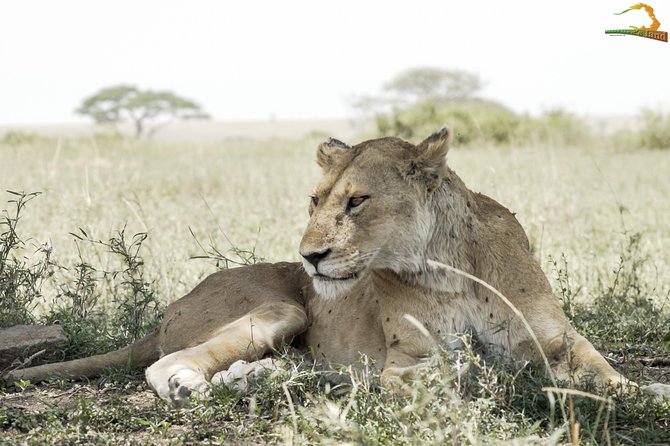 2 Day Serengeti Safari Experience from Mwanza - Your guide matters: what the guide experience looks like here