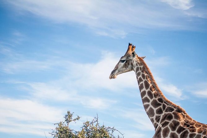 2 Day South African Wildlife Tour with 4x4 Safari from Cape Town - Price and value at $279.50 per person: what you’re paying for