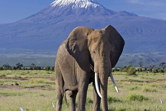 2 Days and 1 Night Amboseli Safari from Nairobi - Price and Value: What $322 Covers (And What It Doesn’t)