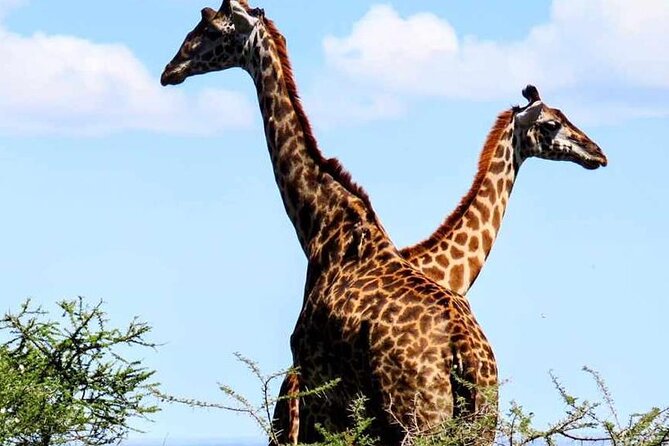 2 Days and 1 Night Mikumi Safari Private Tour - Key Highlights You’ll Care About