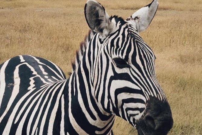 2 Days and 1 Night Mikumi Safari Private Tour - Mikumi National Park in 2 Days: What This Private Trip Delivers