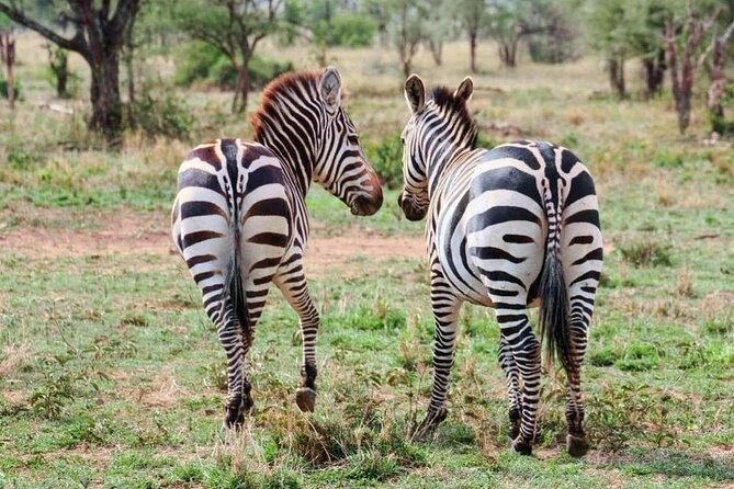 2 Days and 1 Night Mikumi Safari Private Tour - Price and Value: Is $650 per Person Fair for Mikumi?