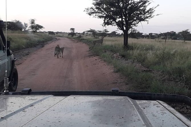 2 Days Group Joining Camping Safari Tarangire Park and Ngorongoro Crater - Price and value of $500 for two days across two icons