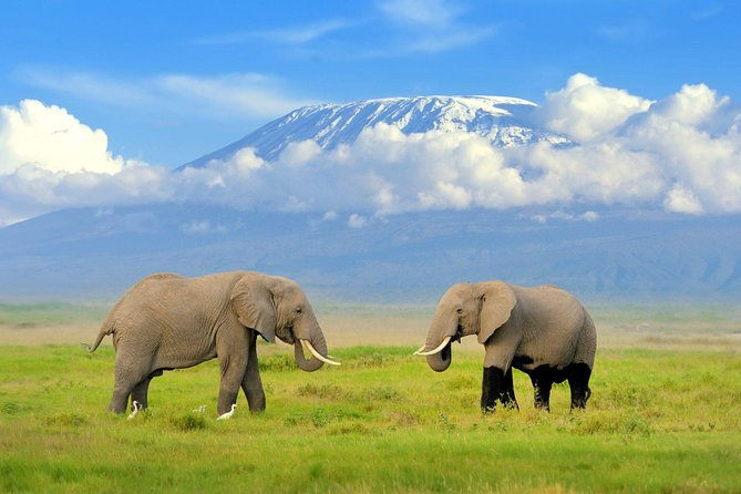 2 days group safari to Amboseli National park (Mon-Wed-Sat only) - Key things to know before you go