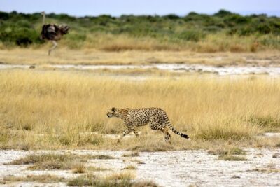 2 days group safari to Amboseli National park (Mon-Wed-Sat only) - Day one in Amboseli: afternoon game drive with Kilimanjaro behind you