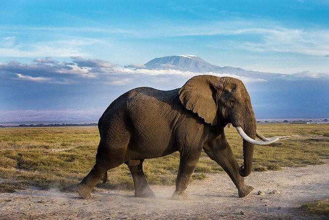 2 days group safari to Amboseli National park (Mon-Wed-Sat only) - Day two morning drive and the Emali lunch stop back to Nairobi