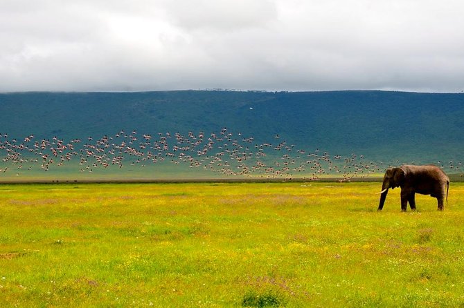 2 days group safari to Amboseli National park (Mon-Wed-Sat only) - Price and value: what your $200 covers (and what doesn’t)