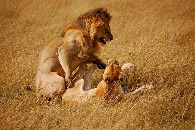 2 days group safari to Amboseli National park (Mon-Wed-Sat only) - What it feels like in practice: group safari rhythm and your best strategy