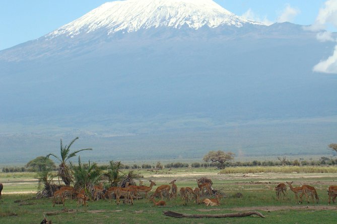 2 days group safari to Amboseli National park (Mon-Wed-Sat only) - Who should book this Amboseli tour (and who might want to rethink it)