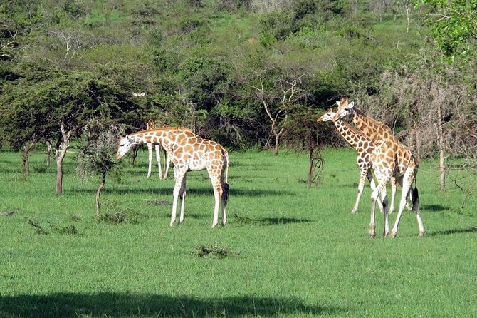2 Days Popular Safari to Lake Mburo National Park - Getting From Kampala: Road Stops That Make the Drive Worth It