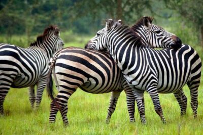 2 Days Popular Safari to Lake Mburo National Park - Day 1 at Nshara Gate: Game Drive First, Then Lake Mburo by Boat