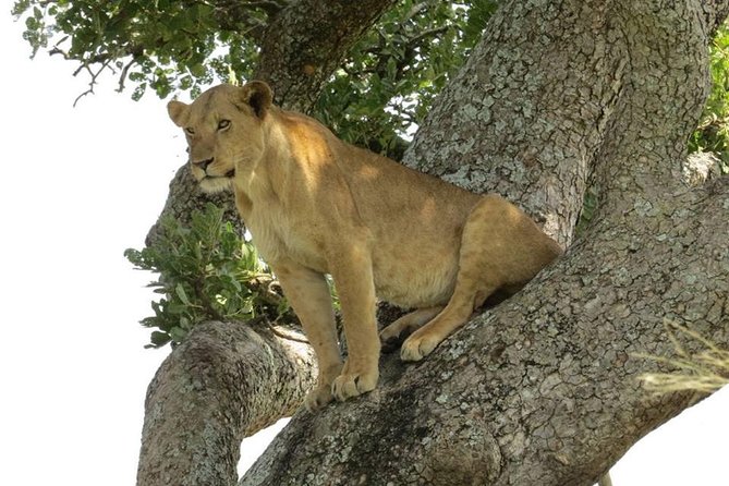 2 Days Popular Safari to Lake Mburo National Park - Lodge Night and the Human Side of a Short Safari