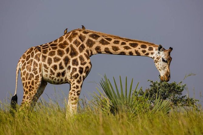 2 Days Popular Safari to Lake Mburo National Park - Who This Private Tour Suits Best