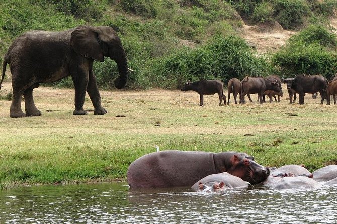 2 Days Safari To Queen Elizabeth National Park with Cruise - Why Queen Elizabeth National Park fits a short 2-day safari