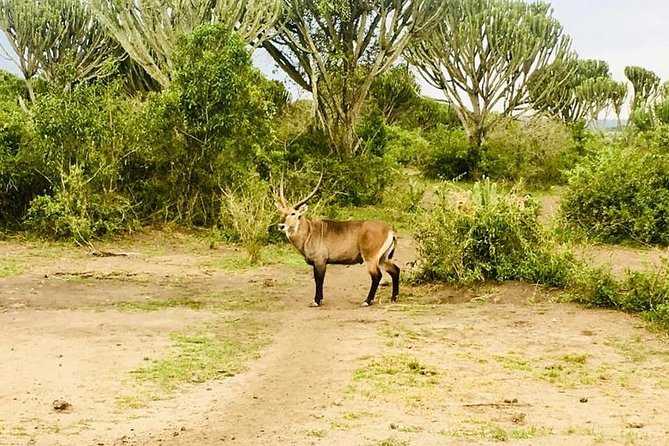 2 Days Safari To Queen Elizabeth National Park with Cruise - Day 2 morning game drive in Kasenyi: the land wildlife payoff
