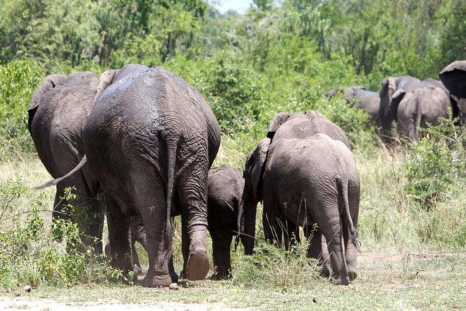 2 Days Safari To Queen Elizabeth National Park with Cruise - Price and value: what $1,350 buys (and what it doesn’t)