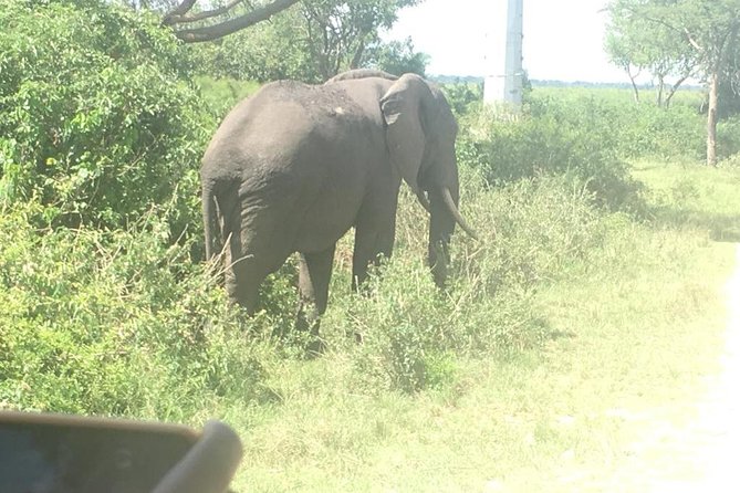 2 Days Safari To Queen Elizabeth National Park with Cruise - Day 1 on the road then the Kazinga Channel cruise: where the action gathers