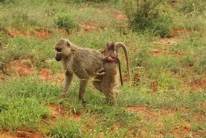 2 Days Safari Tsavo East - Private Minibus/Jeep Means More Comfortable Wildlife Time