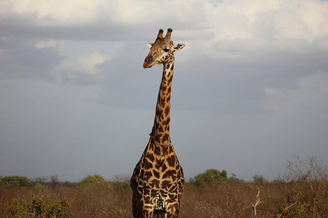2 Days Safari Tsavo East - Day 1: Drive to Tsavo East, Lodge Check-In, and Two Wildlife Windows