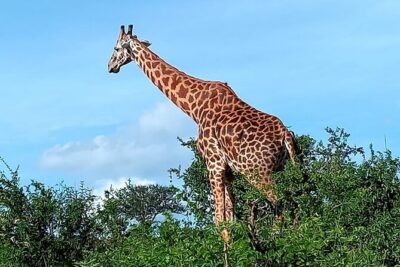 2 Days Safari Tsavo East - Park Fees, Meals, and Water: The Value Hidden in the Details