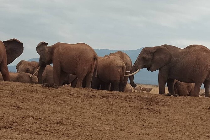 2 Days Safari Tsavo East - Day 1 Timing: The Trade-Off Between Comfort and More Hours in the Park