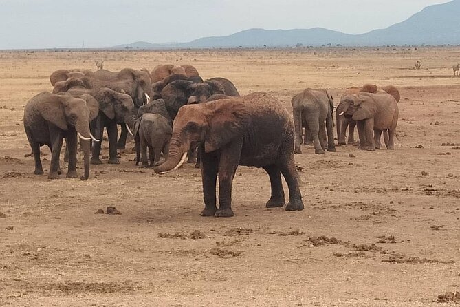 2 Days Safari Tsavo East - Day 2: Sunrise Breakfast and a Second Big Game-Drive Block