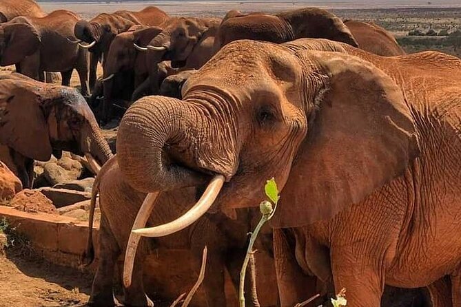 2 Days Safari Tsavo East - Voi Safari Lodge: A Good Base for a Two-Day Safari