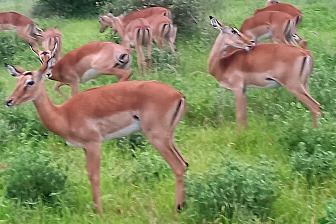 2 Days Safari Tsavo East - Wildlife You’re Likely to Focus On in Tsavo East