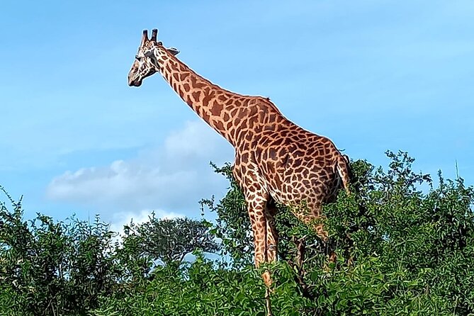 2 Days Safari Tsavo East - Park Fees, Meals, and Water: The Value Hidden in the Details