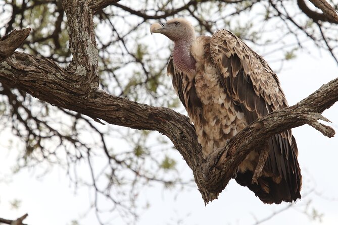 2 Days Tarangire and Ngorongoro Group Camping Safari - Ngorongoro crater descent: why one morning can feel like a wildlife highlight reel