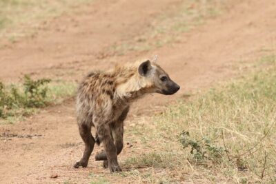 2 Days Tarangire and Ngorongoro Group Camping Safari - Camping near Ngorongoro: saved transit time and a more grounded safari rhythm