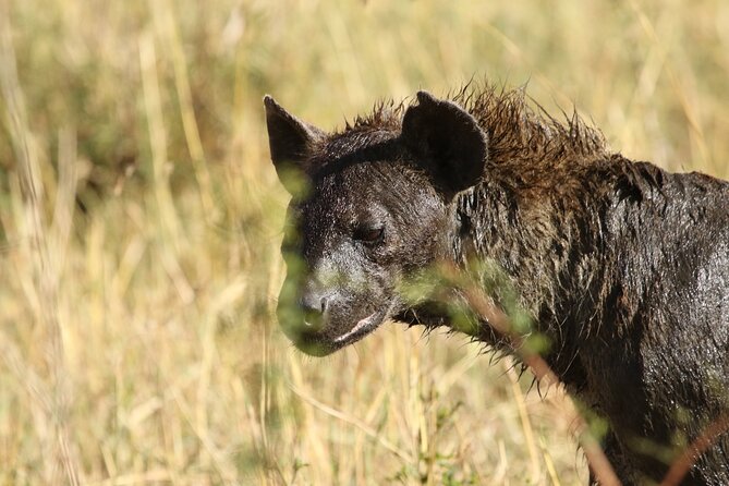2 Days Tarangire and Ngorongoro Group Camping Safari - A quick “what you’ll do each day” guide