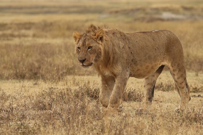 2 Days Tarangire and Ngorongoro Group Camping Safari - Wildlife expectations: how to get the most from a leopard-friendly, elephant-heavy schedule