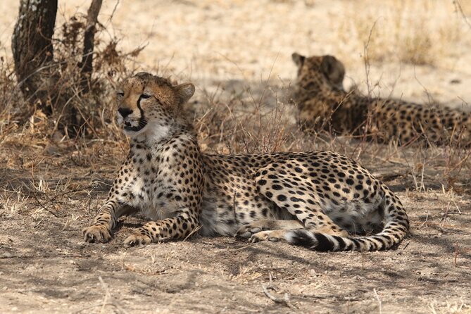 2 Days Tarangire and Ngorongoro Group Camping Safari - Getting there from Arusha: the simple start and end points you’ll care about