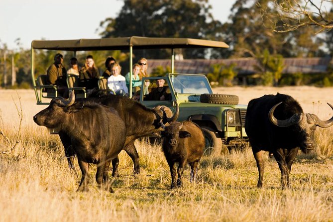 2-Hour Game Drive at the Plettenberg Bay Game Reserve - Why This 2-Hour Game Drive Works on the Garden Route