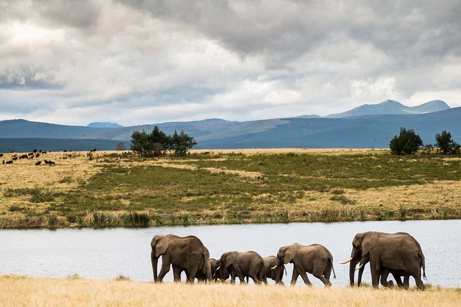 2-Hour Game Drive at the Plettenberg Bay Game Reserve - The Ranger Factor: How Much the Guide Changes the Experience