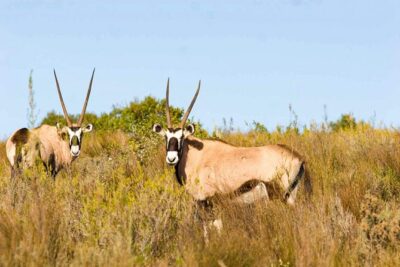 2-Hour Game Drive at the Plettenberg Bay Game Reserve - Morning vs Afternoon Departure: Picking the Better Window