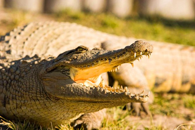 2-Hour Game Drive at the Plettenberg Bay Game Reserve - Don’t Ignore the Practical Comfort Stuff