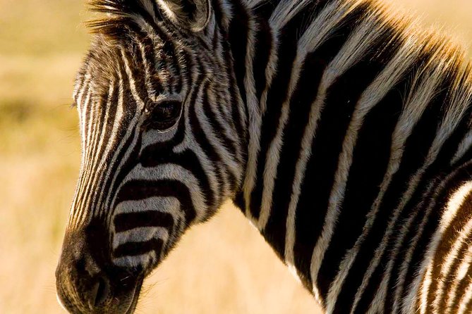 2-Hour Game Drive at the Plettenberg Bay Game Reserve - What You’ll See When the Drive Is Going Well