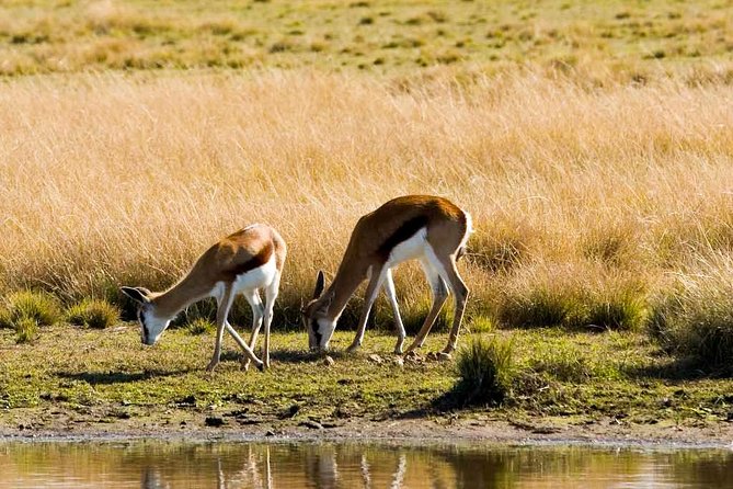 2-Hour Game Drive at the Plettenberg Bay Game Reserve - Transportation, Tickets, and What’s Actually Included